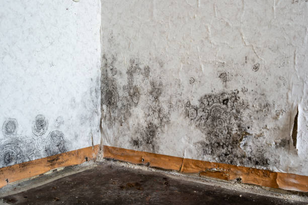 Office Mold Removal Services